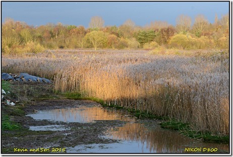 Brandon Marsh - November