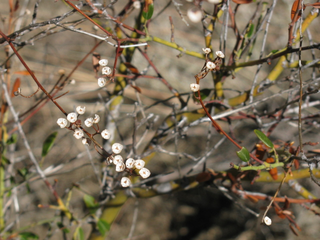 tiny little floral display on a bush