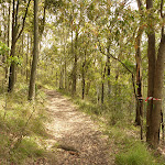 Red track near the Mt Sugarloaf car park (324260)