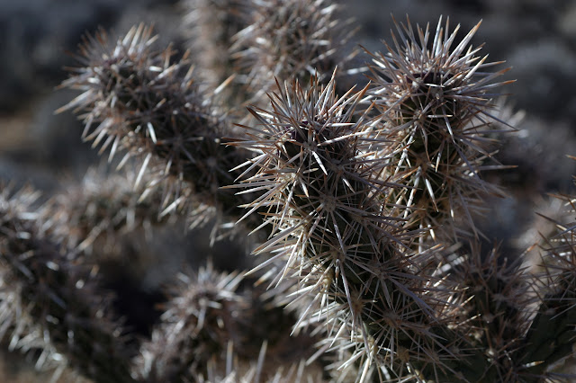 cholla cactus