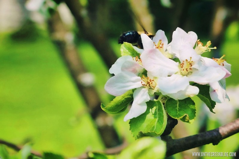 Spring Blooms