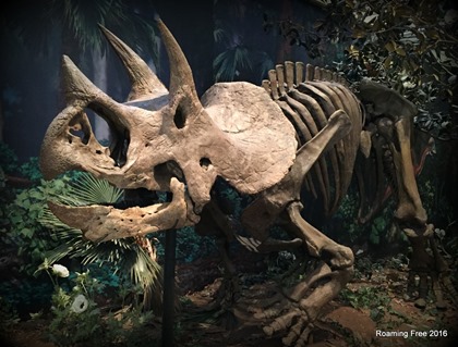 Triceratops