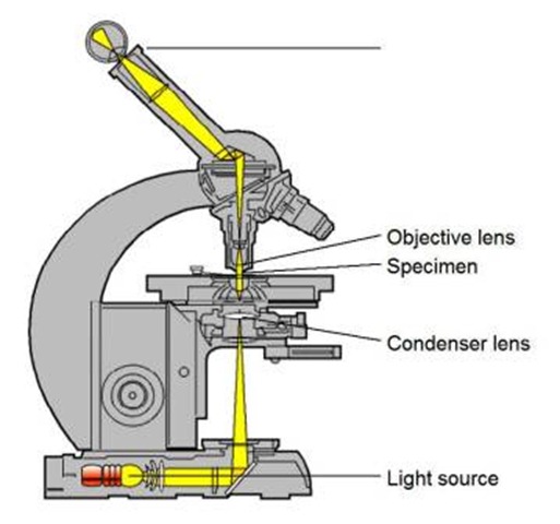 bright field microscope parts