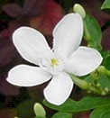 อันดับฟิโบนักชีกับปรากฎการณ์ธรรมชาติ
