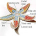 Echinodermata Classification Chart