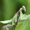 preying mantis