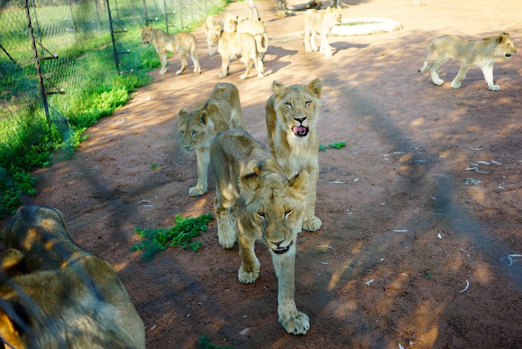 cub interaction at Ukutula Lion Reserach Center in Johannesburg, South Africa