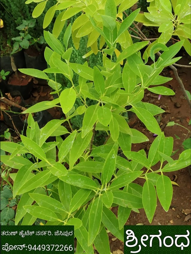 ಶ್ರೀಗಂಧದ ಗಿಡಗಳು ದೊರೆಯುತ್ತವೆ