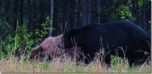 Black Bears, Alaska Highway