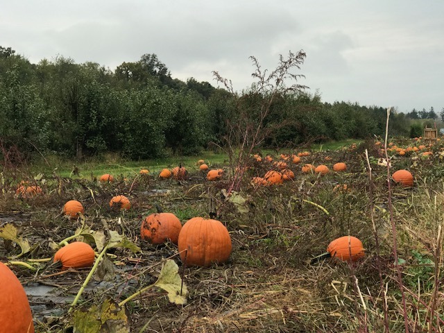 pumpkin picking at Lapacek's Orchard