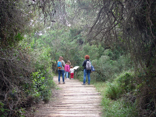 albufera de Valencia Itinerario botánico