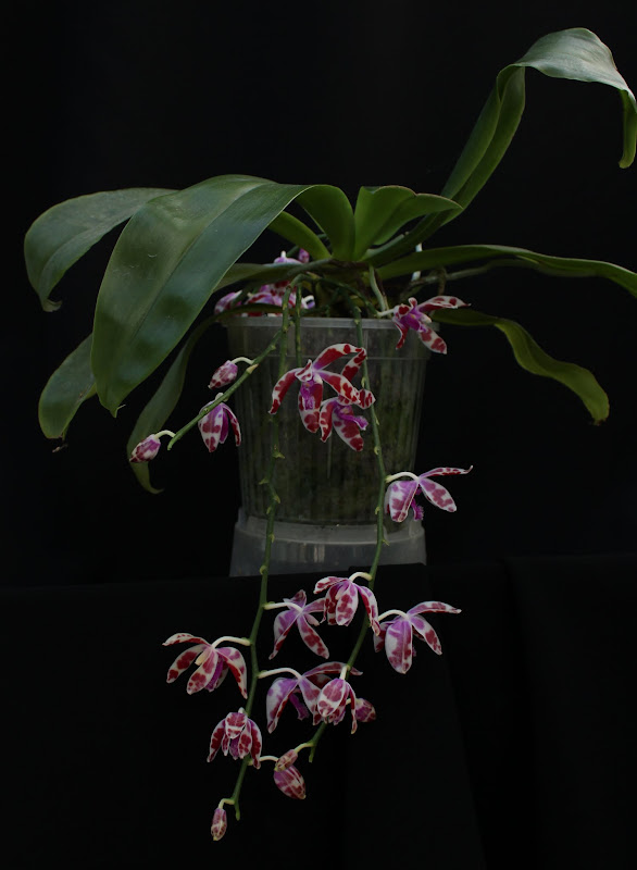 Phalaenopsis mariae IMG_4844