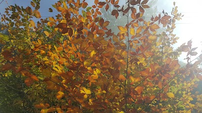 Photos of Imam Reza Forest Park