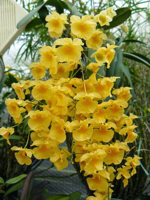 Dendrobium lindleyii/aggregatum P1050070