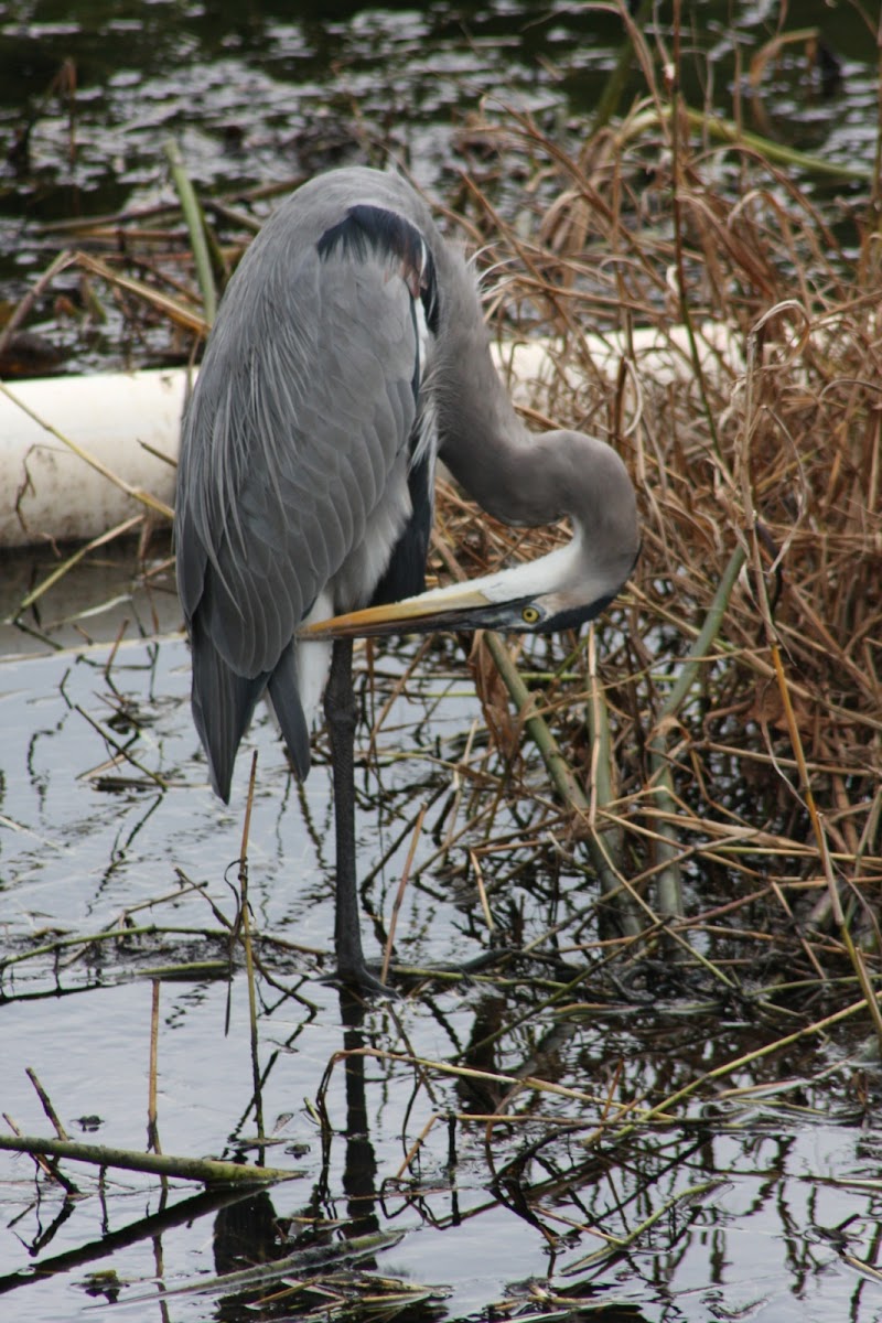 Ardea herodias