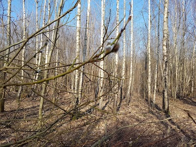 Photos of Stružka forest