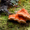 Chicken of the Woods