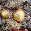 Pacific Plate limpet