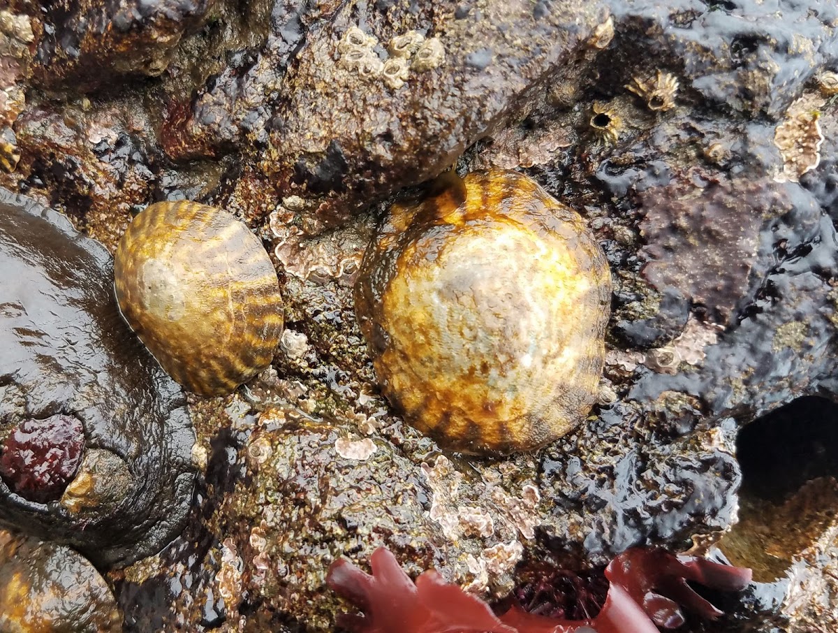 Pacific Plate limpet