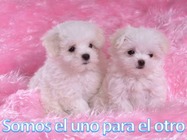 Cachorritos tiernos