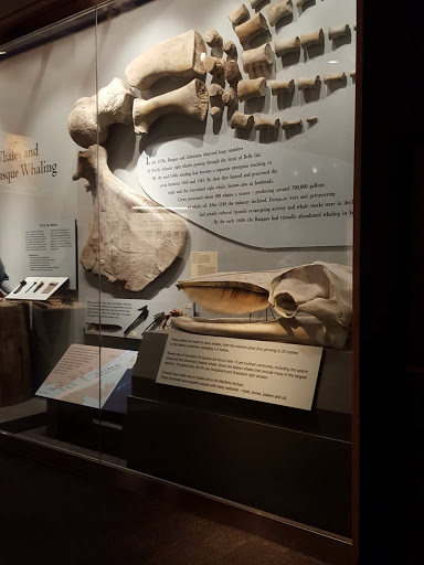 Ancient Sea Creatures. Newfoundland and Labrador History Comes Alive at The Rooms