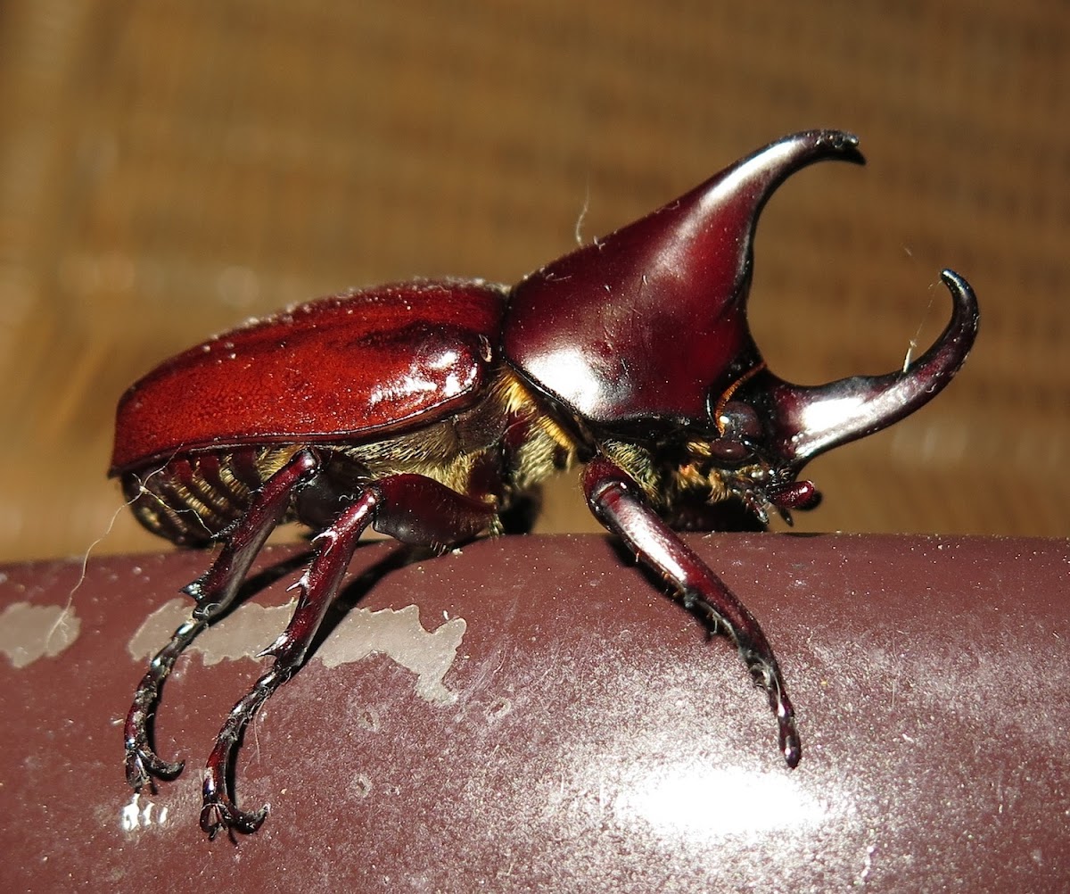 Siamese rhinoceros beetle