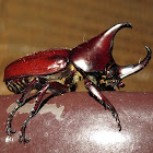 Siamese rhinoceros beetle