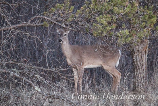 Deer April 22