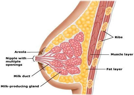 Treatments for breast abscesses in breastfeeding women Treatments for breast abscesses in breastfeeding women