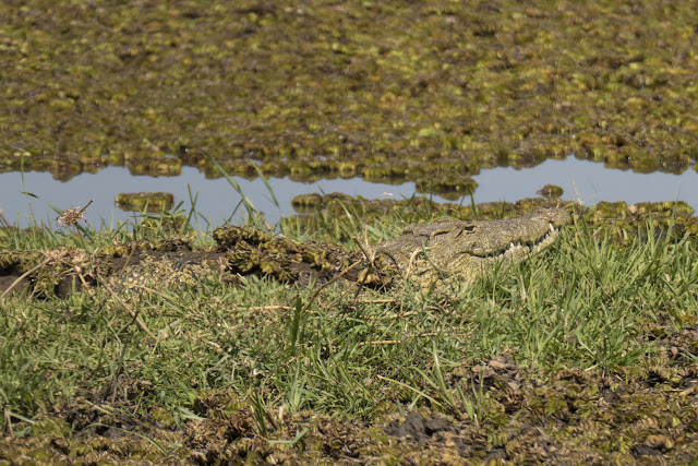 Botswana et Zimbabwe en octobre BotsZim_Oct2015_150