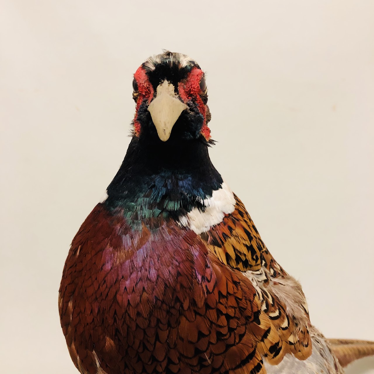 Ring-Necked Pheasant Taxidermy Specimen