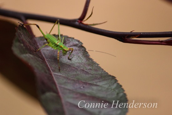 Grasshopper July 24