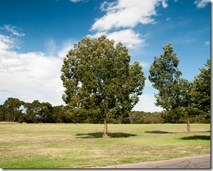 Ok I cheated a bit I  knew there was a round tree