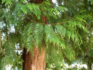 Żywotnik olbrzymi Thuja plicata