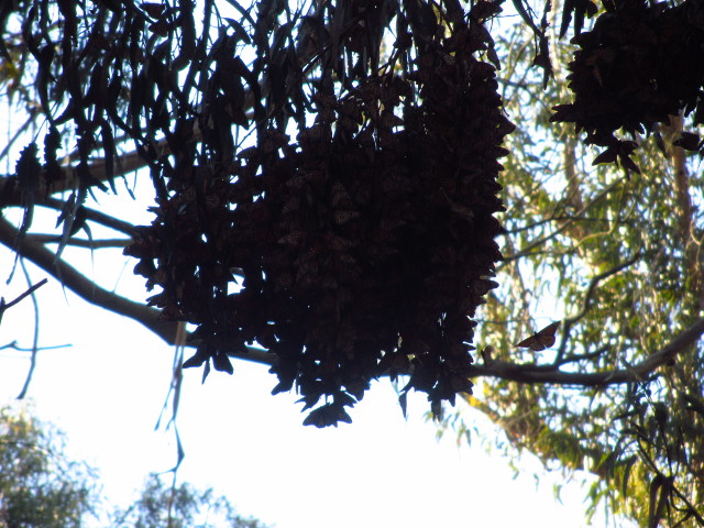 more clumping butterflies