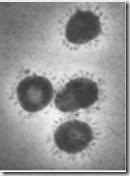 Coronavirus PHIL