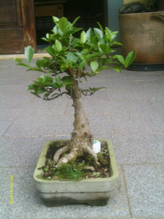 Ficus Retusa Shohin... IMAG0014