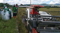 Ditengah Wabah Pandemi Covid-19 Tidak Menghalangi Petani Sidrap Untuk Tetap Produktif