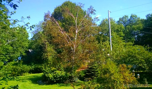 4. birds love the birch tree 9-1-15