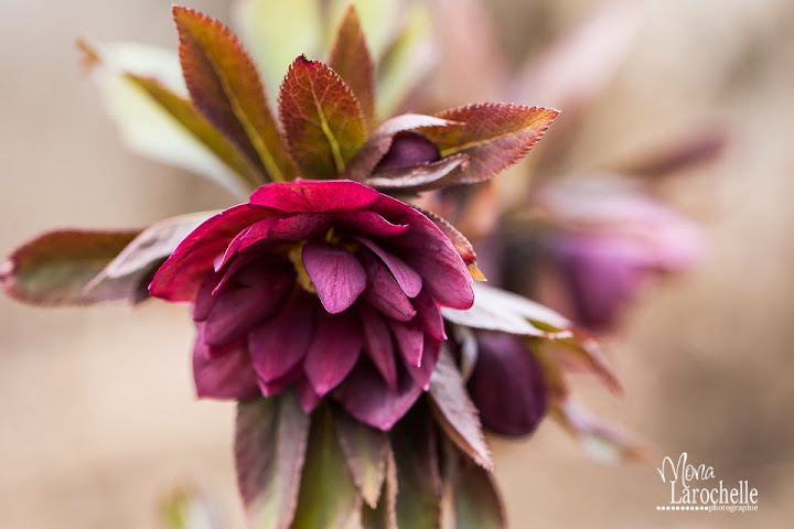 Helleborus Kingston Cardinal Helleborus-kingston-cardinal-140509-42rm