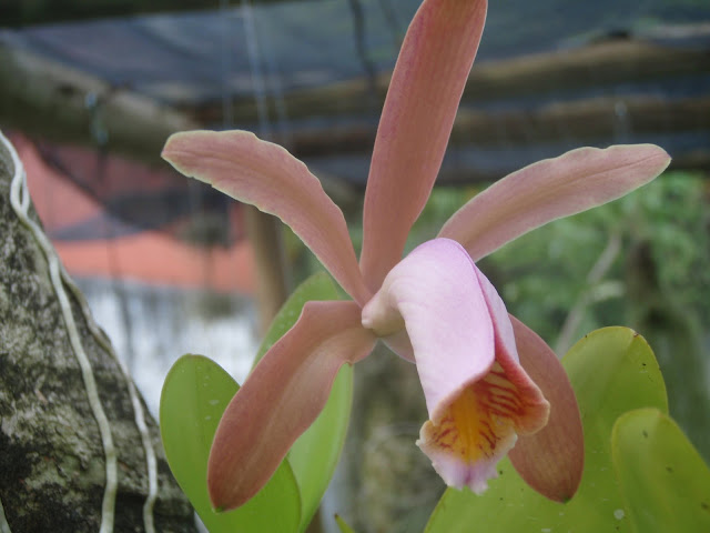 Cattleya forbesii P1180569