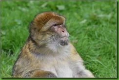 Trentham Monkey Forest D7200 C13  15-09-2018 14-28-34