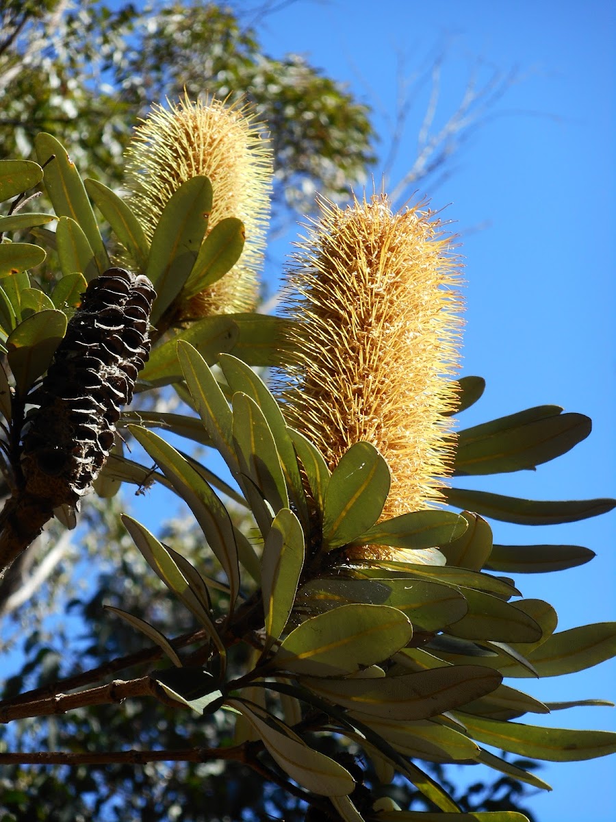 White Banksia