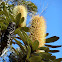 White Banksia