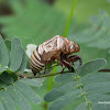 Cicada exuviae