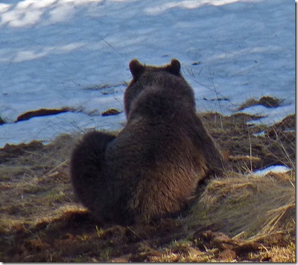 Bear at Yellowstone Canyon Junction  