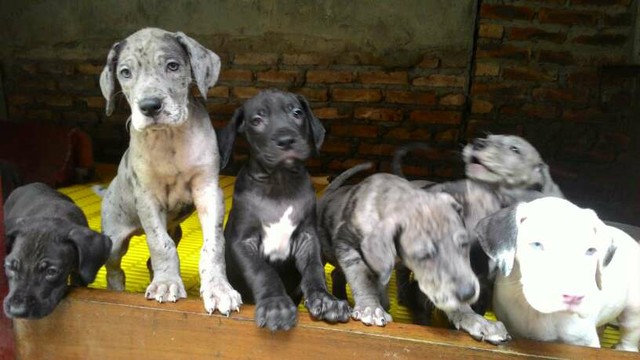 Giống chó Great Dane giá bao nhiêu? Mua bán chó Great Dane Hà Nội và TPHCM