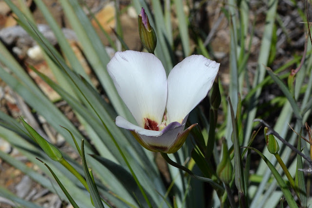 Mariposa lily