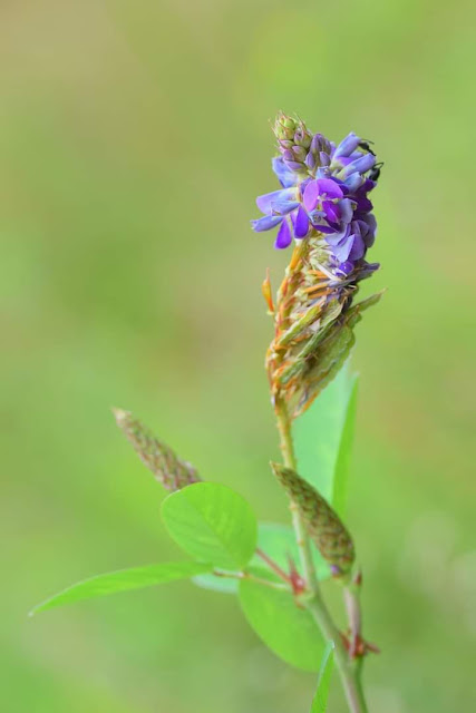 जांभळी दशमी Desmodium heterocarpon (Fabaceae) Location Ratnagiri, Maharashtra India