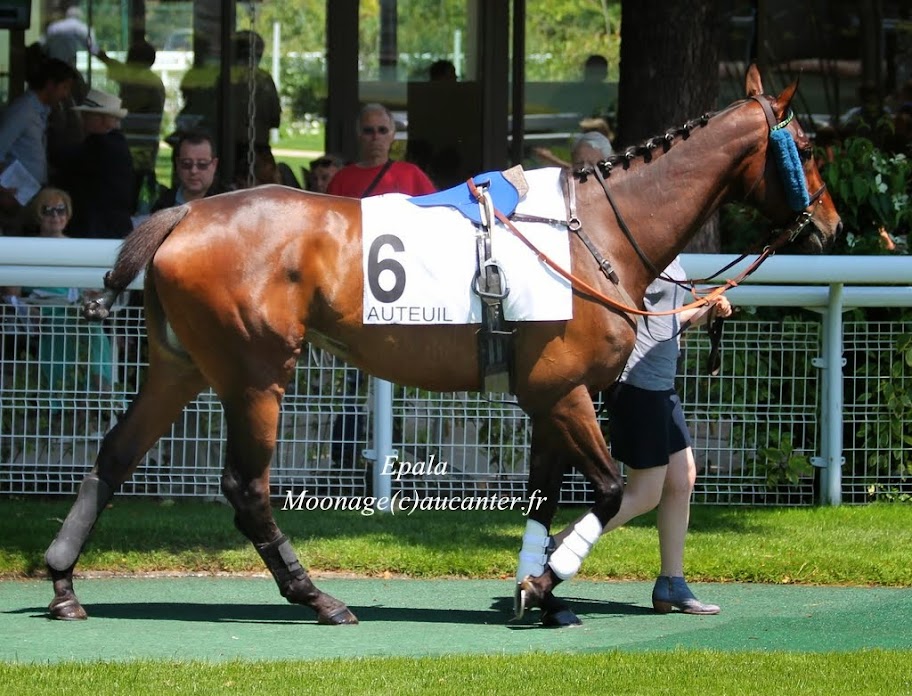 Photos Auteuil 8-06-2014  IMG_1532